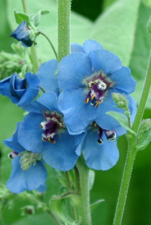 Dziewanna 'Blue Lagoon' Verbascum