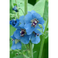 Dziewanna 'Blue Lagoon' Verbascum