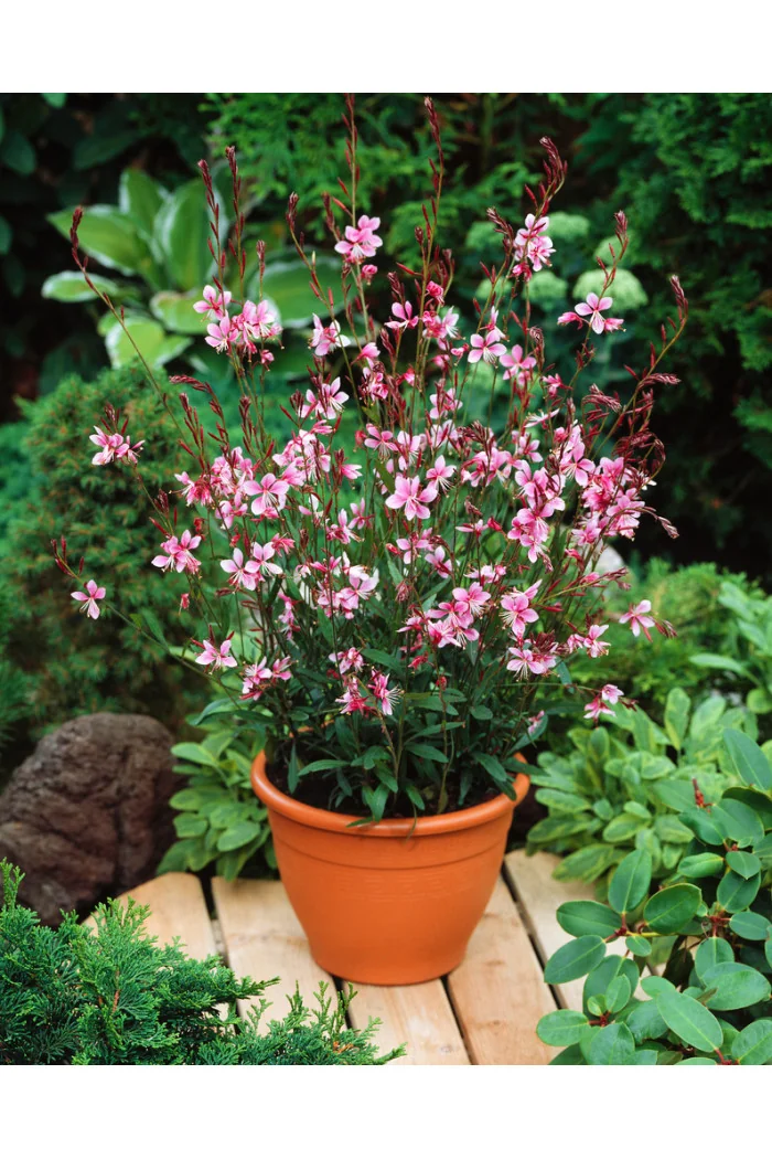 Gaura 'Siskiyou Pink'