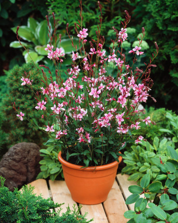 Gaura 'Siskiyou Pink'