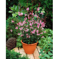 Gaura 'Siskiyou Pink'