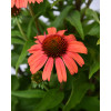Jeżówka 'Meditation Orange' | Echinacea