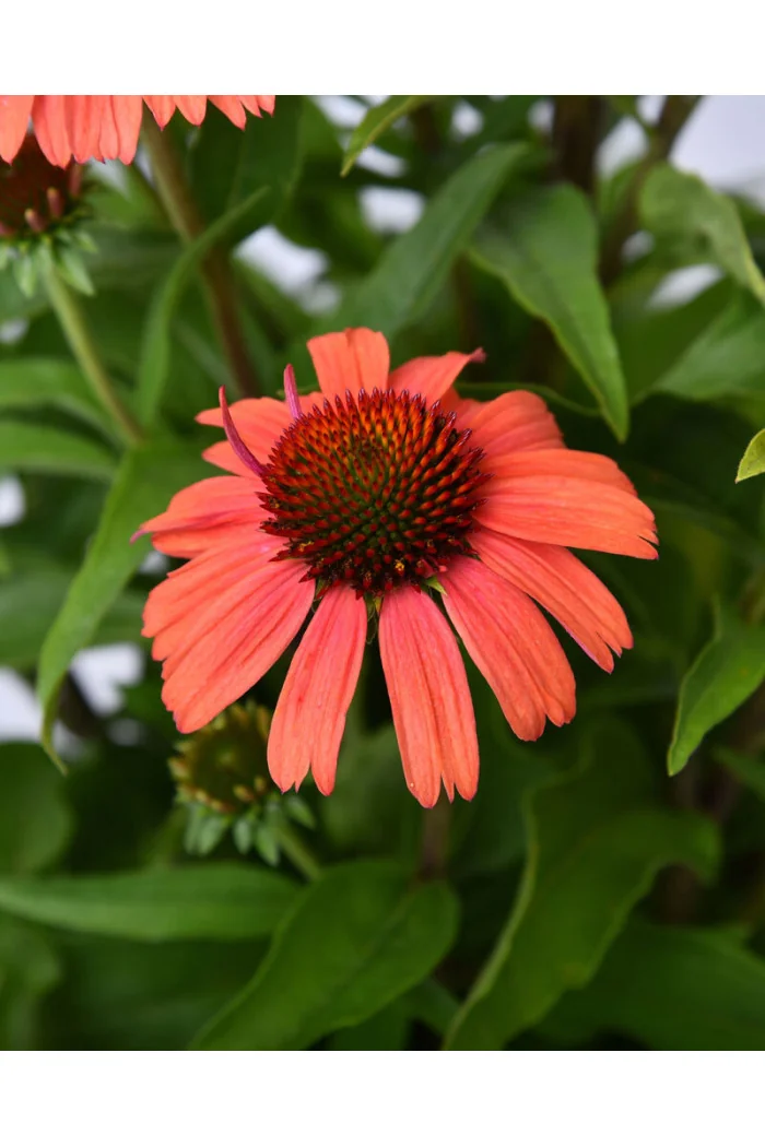 Jeżówka 'Meditation Orange' | Echinacea