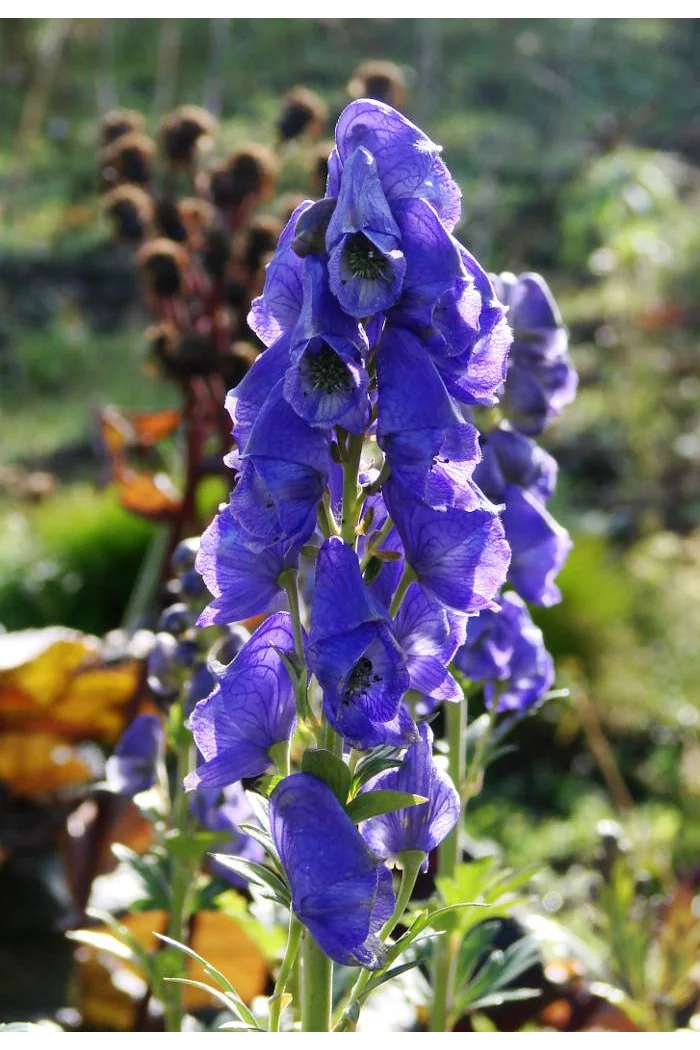 Tojad arendsa | Aconitum arendsii