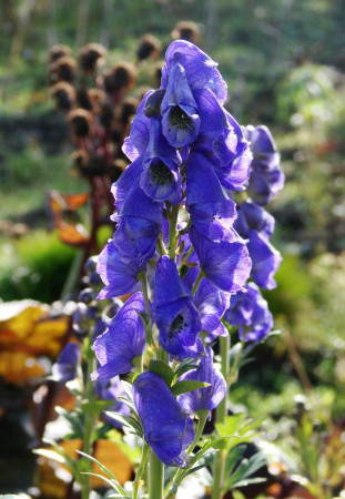 Tojad arendsa | Aconitum arendsii