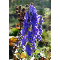 Tojad arendsa | Aconitum arendsii