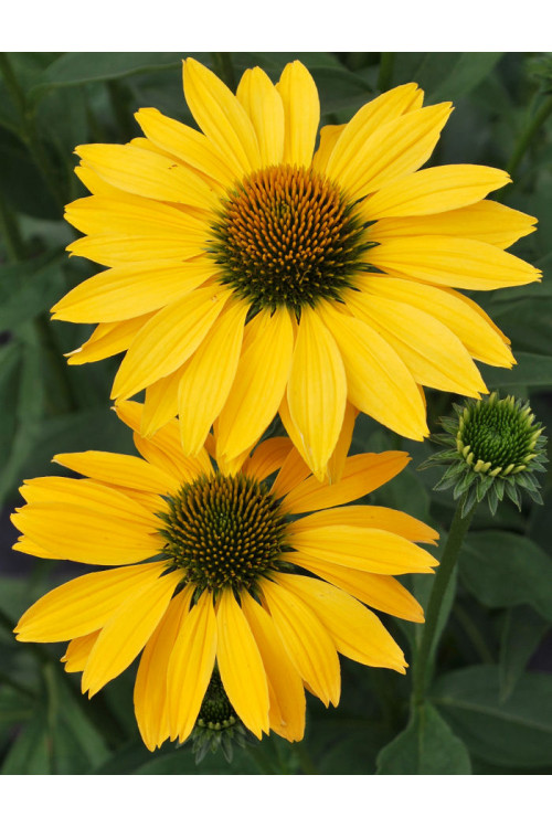 Jeżówka 'Now Cheesier' Echinacea