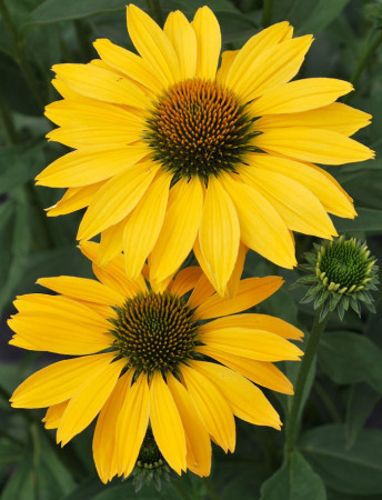 Jeżówka 'Now Cheesier' Echinacea