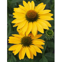 Jeżówka 'Now Cheesier' Echinacea