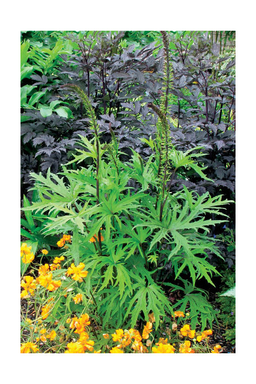 Języczka 'Dragon Wings' Ligularia