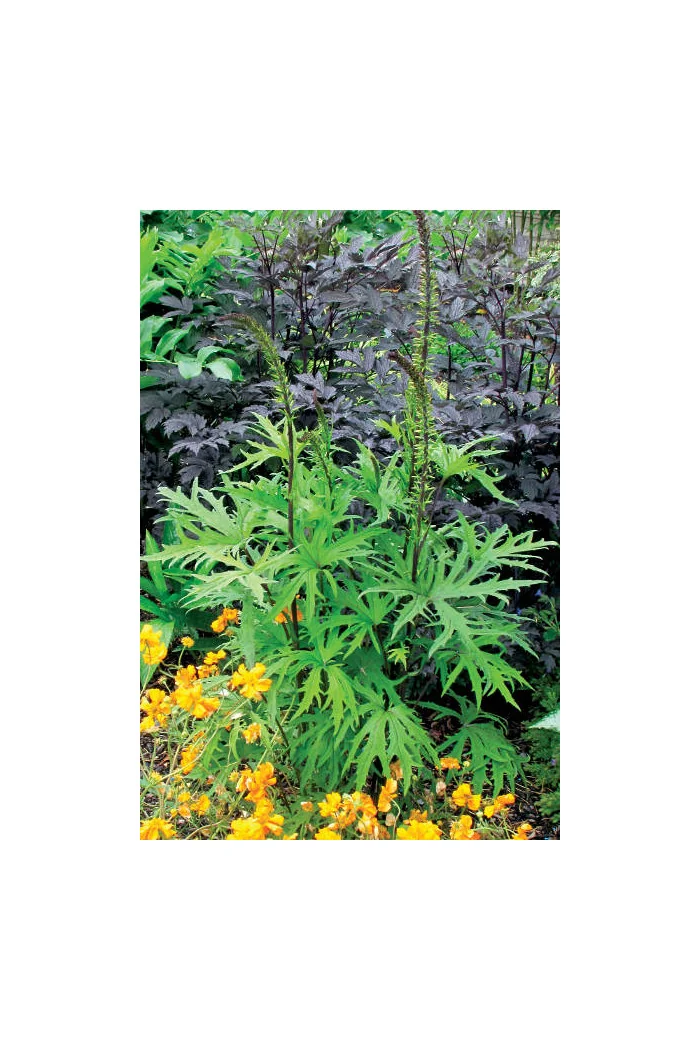 Języczka 'Dragon Wings' Ligularia