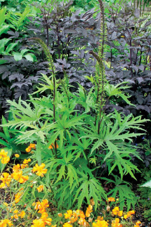 Języczka 'Dragon Wings' Ligularia