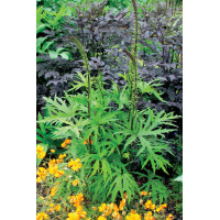 Języczka 'Dragon Wings' Ligularia