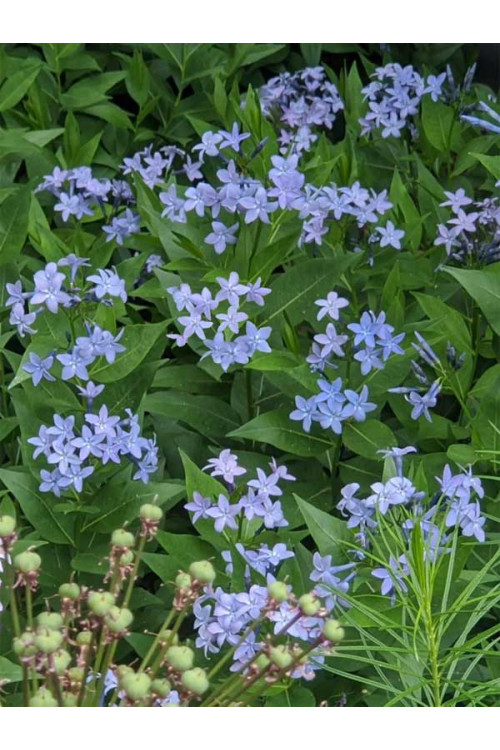 Amsonia 'Blue Ice' | Amsonia