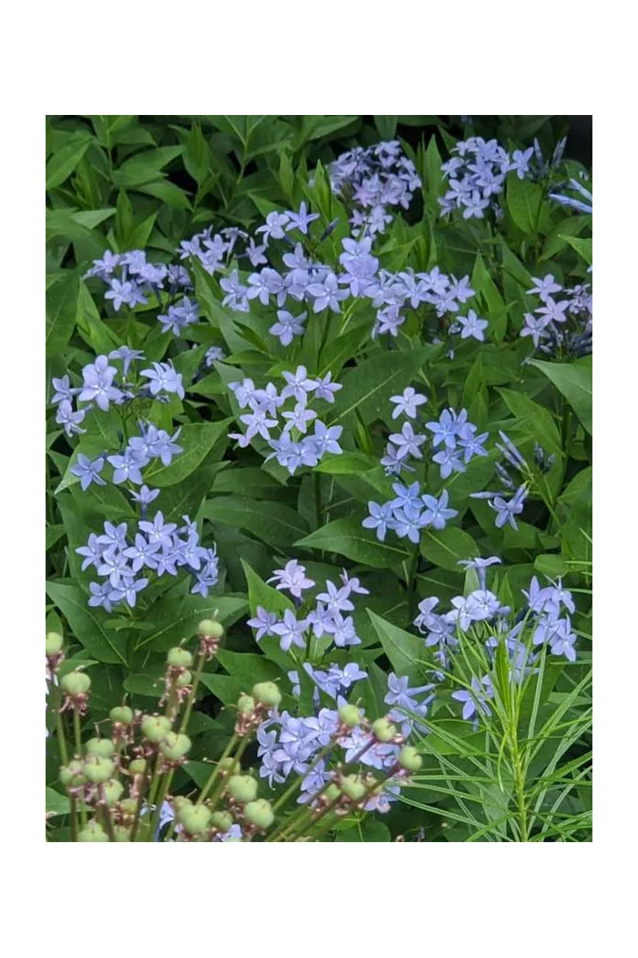 Amsonia 'Blue Ice' | Amsonia