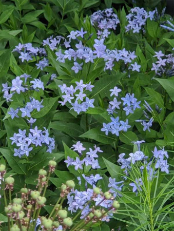 Amsonia 'Blue Ice' | Amsonia
