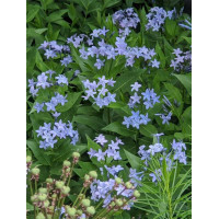 Amsonia 'Blue Ice' | Amsonia