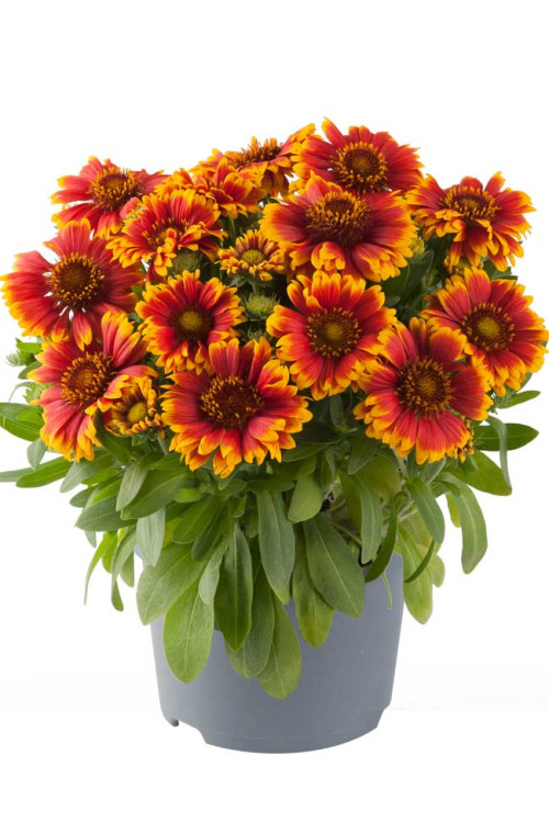 Gailardia 'Tango Bicolor' | Gaillardia
