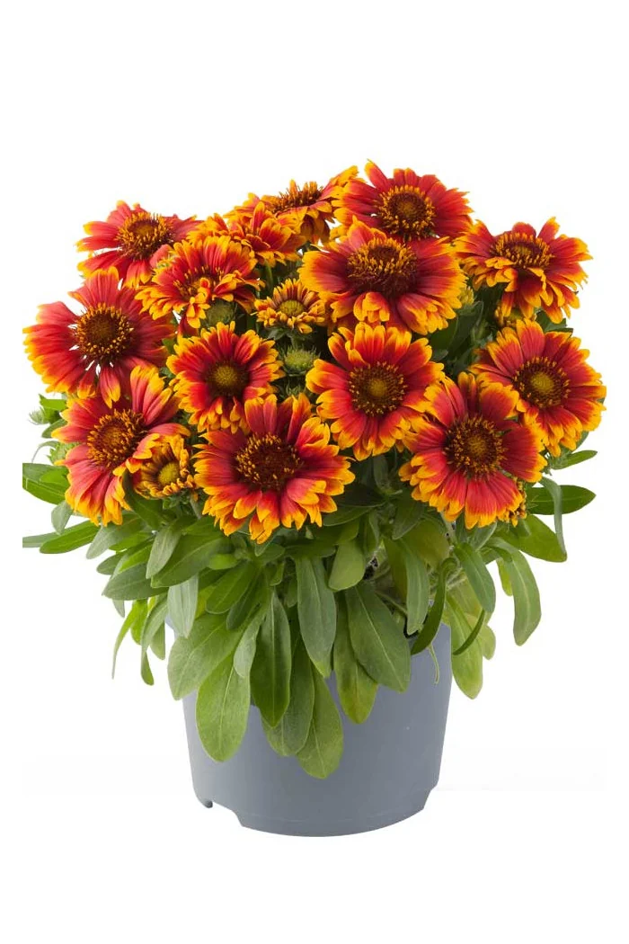 Gailardia 'Tango Bicolor' | Gaillardia