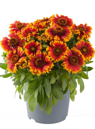 Gailardia 'Tango Bicolor' | Gaillardia