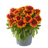 Gailardia 'Tango Bicolor' | Gaillardia