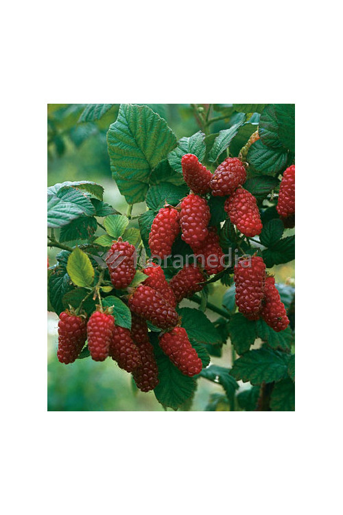 Malina 'Laszka' | Rubus idaeus