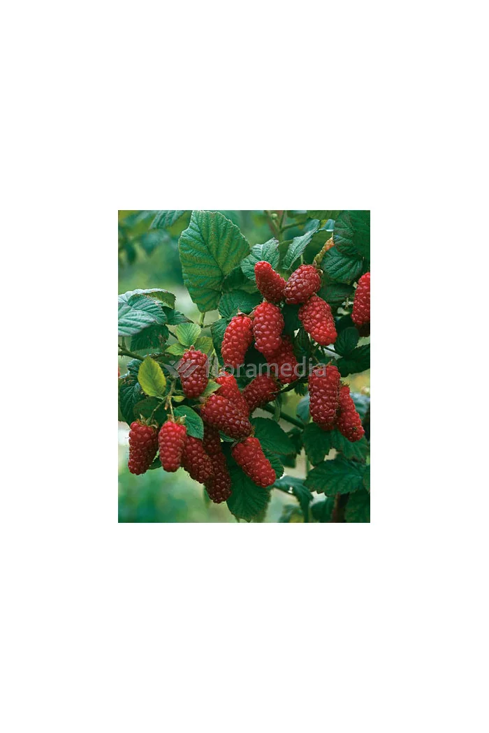 Malina 'Laszka' | Rubus idaeus