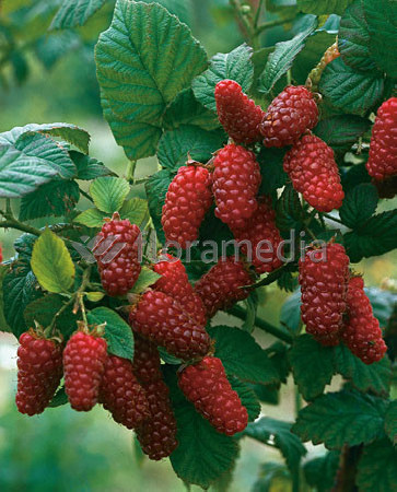 Malina 'Laszka' | Rubus idaeus