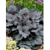 Żuraweczka (Żurawka) 'Twilight' Heucherella