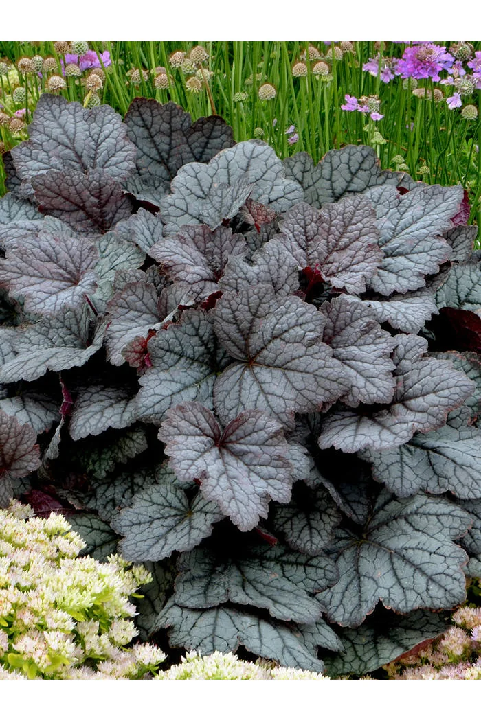 Żuraweczka (Żurawka) 'Twilight' Heucherella