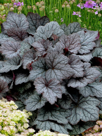 Żuraweczka (Żurawka) 'Twilight' Heucherella