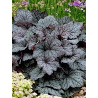 Żuraweczka (Żurawka) 'Twilight' Heucherella