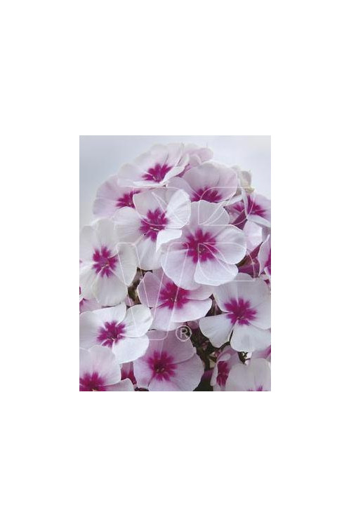 Floks wiechowaty 'Pink Star' Phlox panniculata
