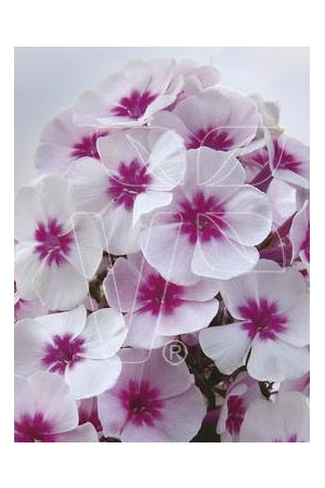 Floks wiechowaty 'Pink Star' Phlox panniculata