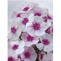 Floks wiechowaty 'Pink Star' Phlox panniculata