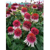 Jeżówka 'Strawberry and Cream' | Echinacea