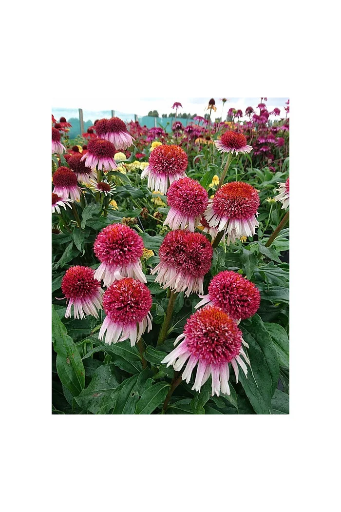 Jeżówka 'Strawberry and Cream' | Echinacea