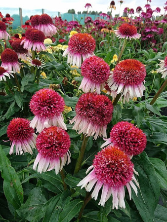 Jeżówka 'Strawberry and Cream' | Echinacea