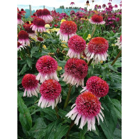 Jeżówka 'Strawberry and Cream' | Echinacea