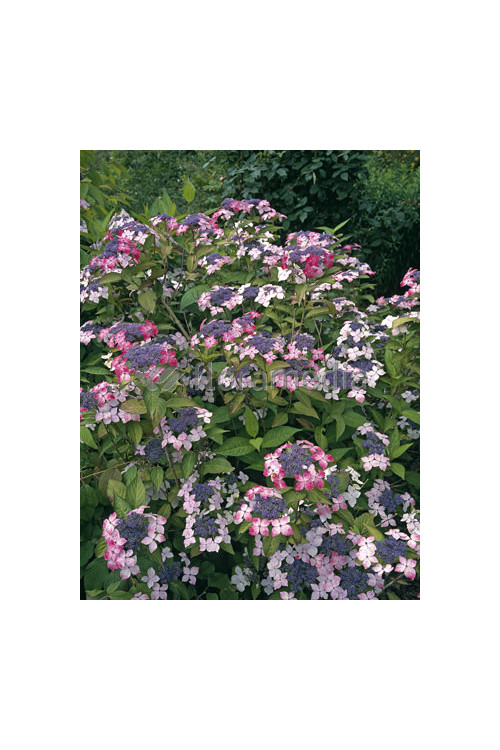 Hortensja piłkowana 'Rosalba' Hydrangea serrata