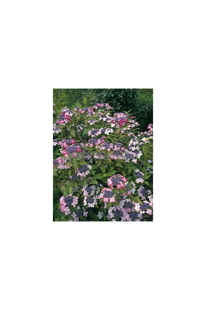 Hortensja piłkowana 'Rosalba' Hydrangea serrata