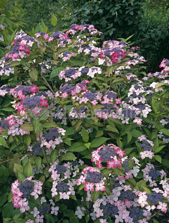 Hortensja piłkowana 'Rosalba' Hydrangea serrata