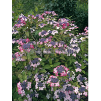 Hortensja piłkowana 'Rosalba' Hydrangea serrata