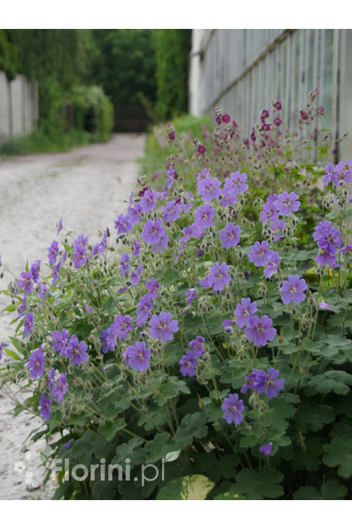 Bodziszek wspaniały | Geranium x magnificum