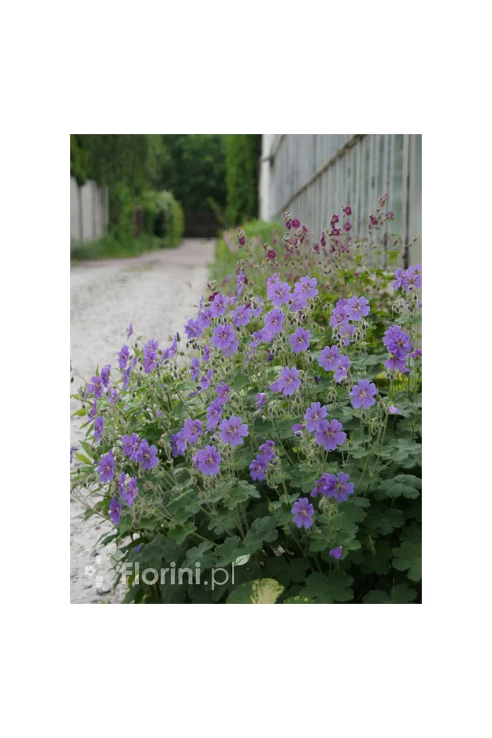 Bodziszek wspaniały | Geranium x magnificum