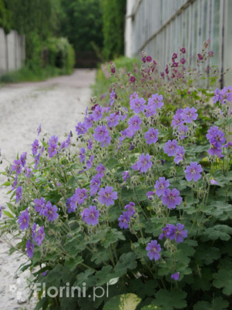 Bodziszek wspaniały | Geranium x magnificum
