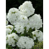 Floks wiechowaty 'Peacock White' | Phlox panniculata