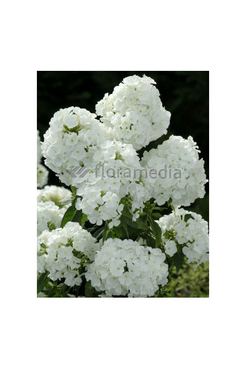 Floks wiechowaty 'Peacock White' | Phlox panniculata