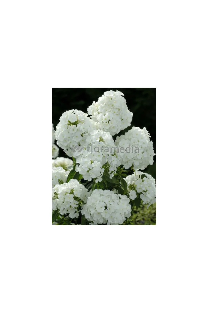 Floks wiechowaty 'Peacock White' | Phlox panniculata