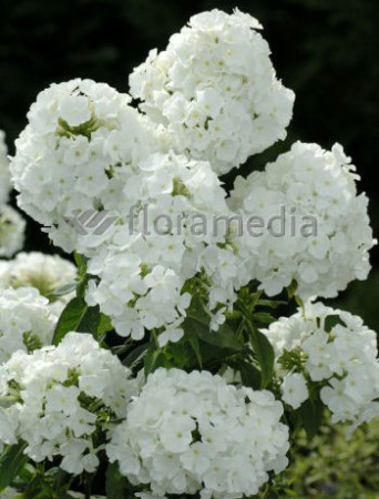 Floks wiechowaty 'Peacock White' | Phlox panniculata